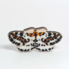 Magpie Moth