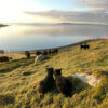 Birlinn Yarn Co Hebridean 4ply - Image 3
